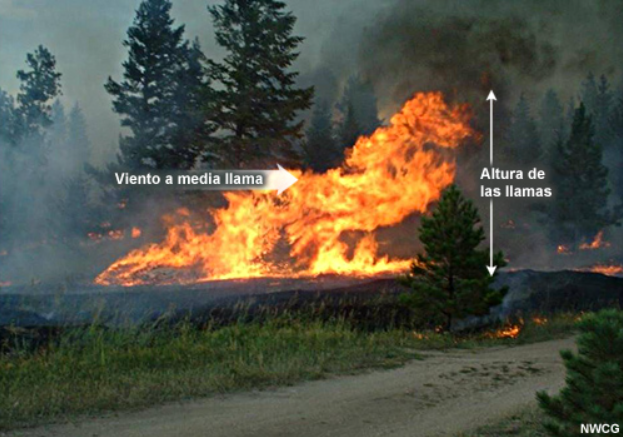 Viento a media llama
Altura de la llama
Incendio forestal